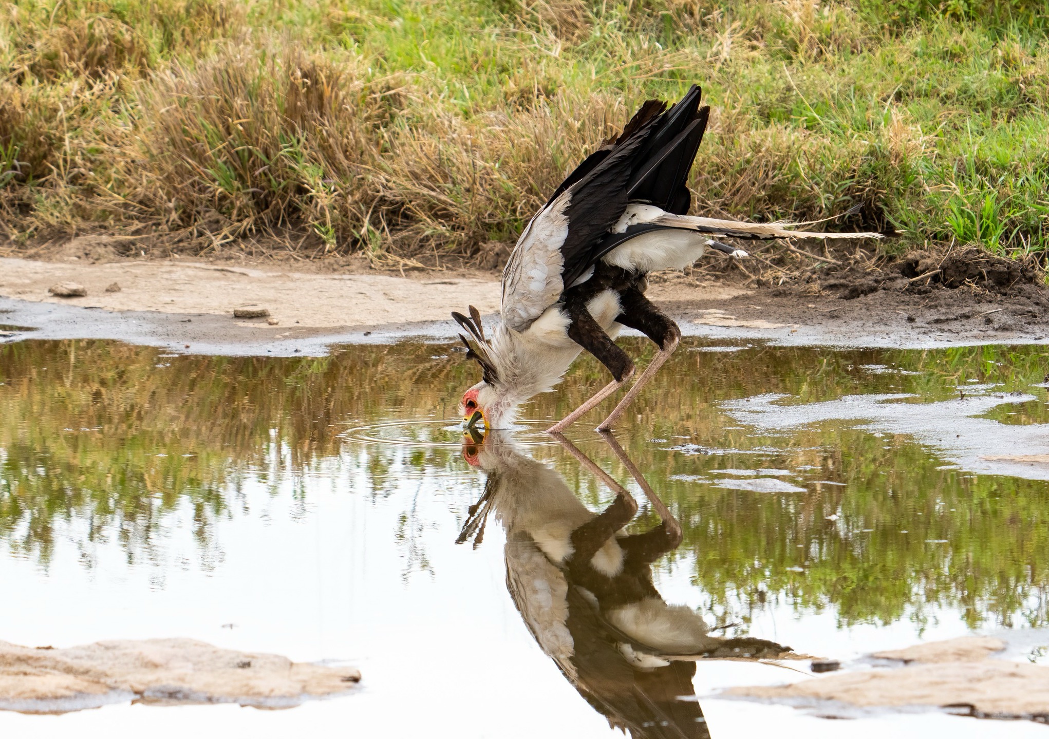 Secretarybird